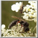 Tiphia femorata - Rollwespe w04 9mm.jpg